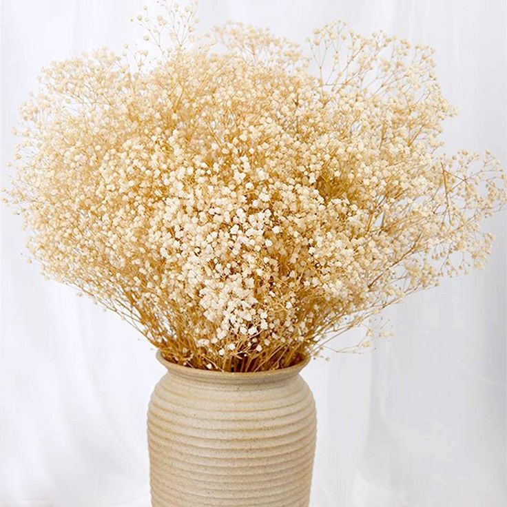 baby's breath flower