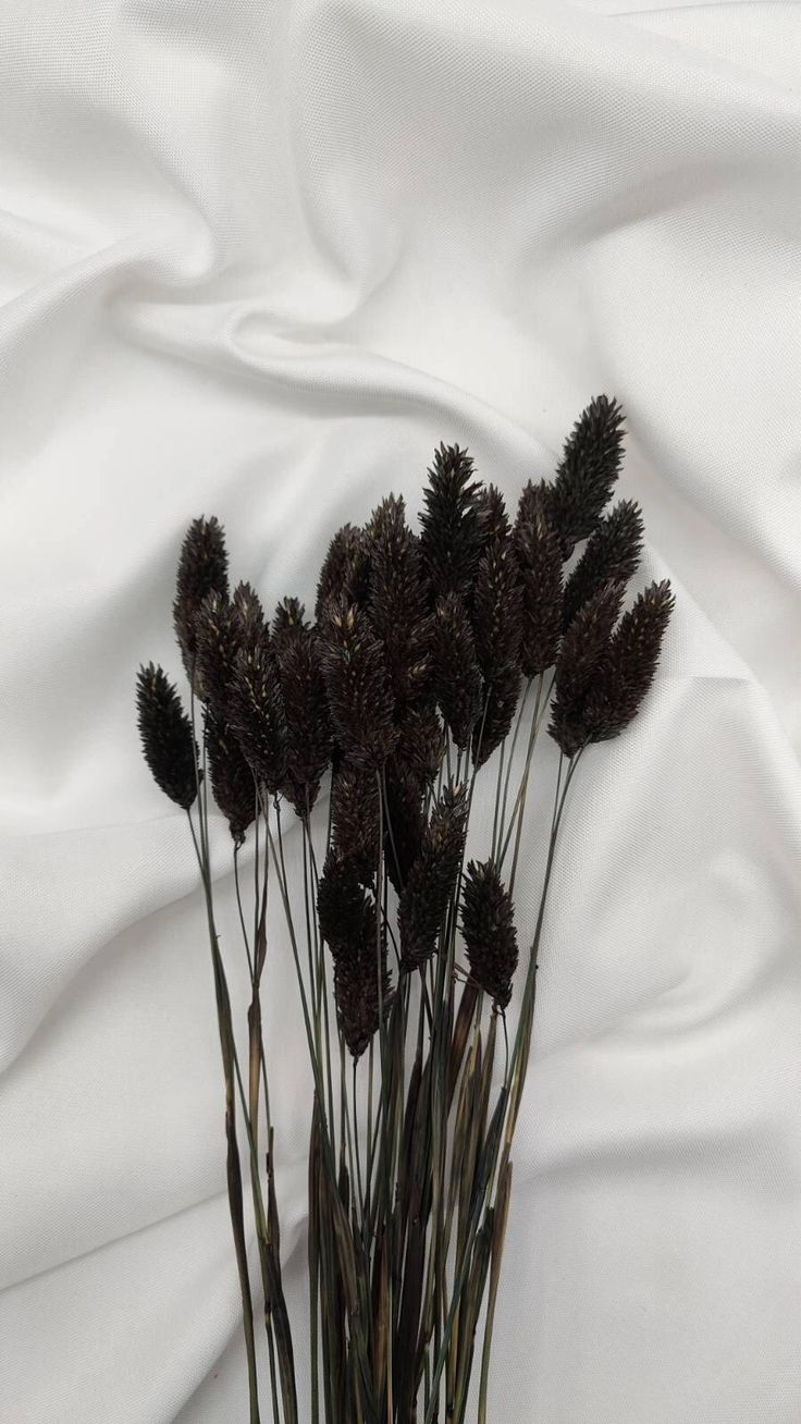 Dried Phalaris Bunchs