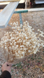 baby's breath flower