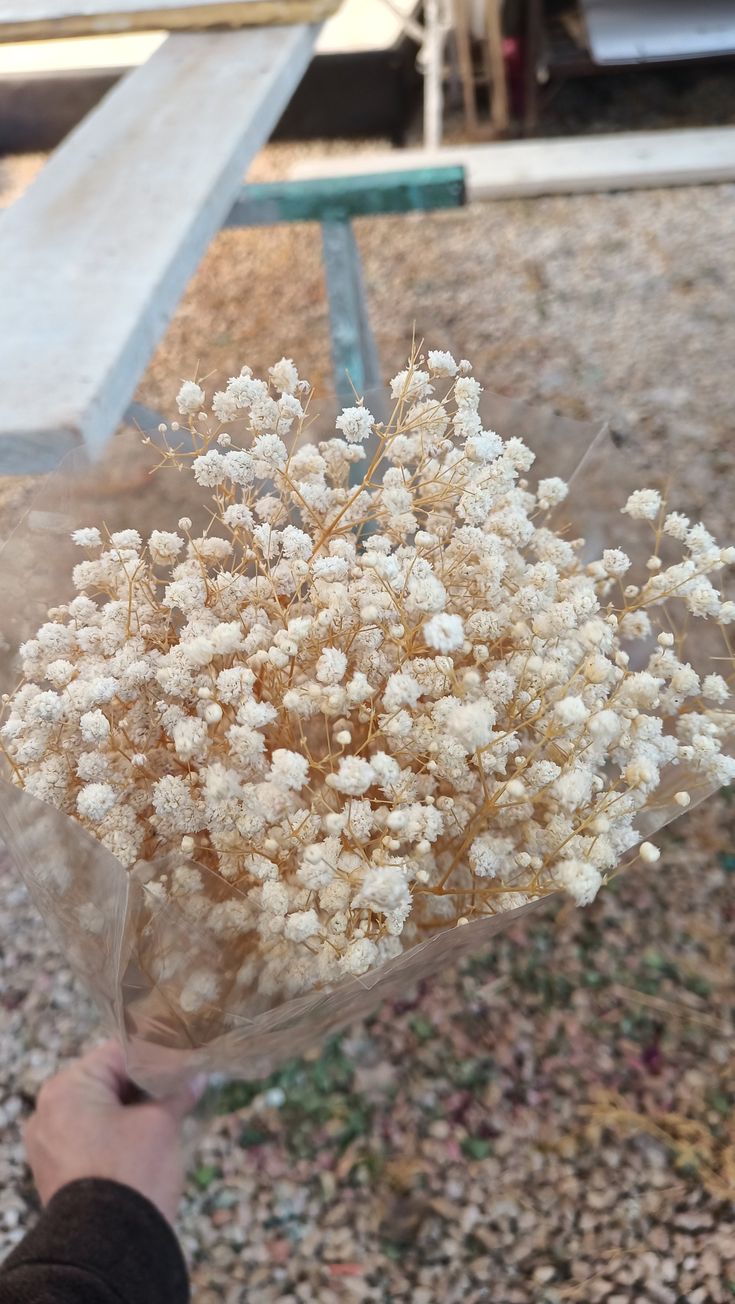 baby's breath flower