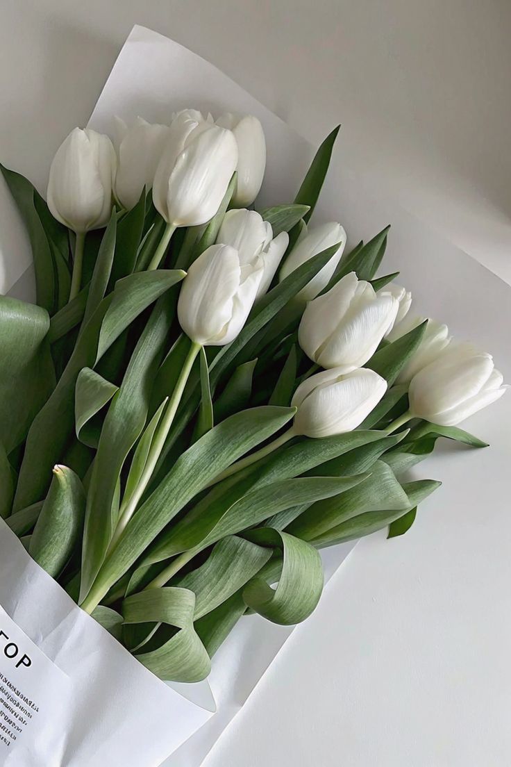 Tulip Flowers