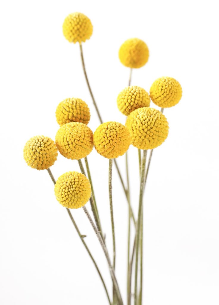 Yellow Balls Flowers