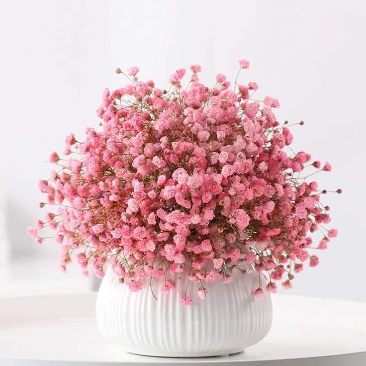 baby's breath flower