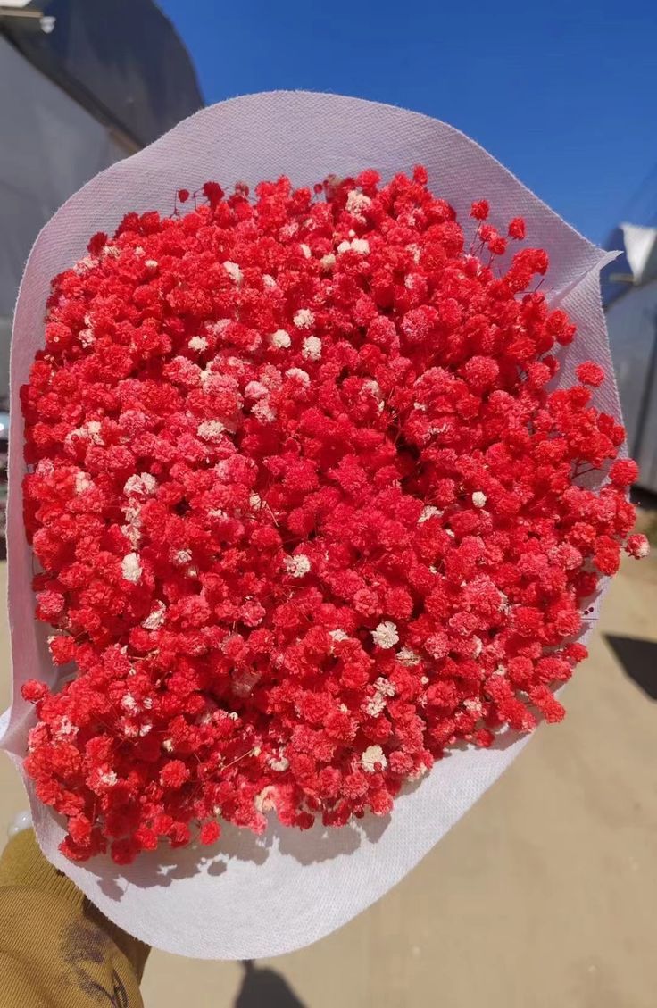 baby's breath flower