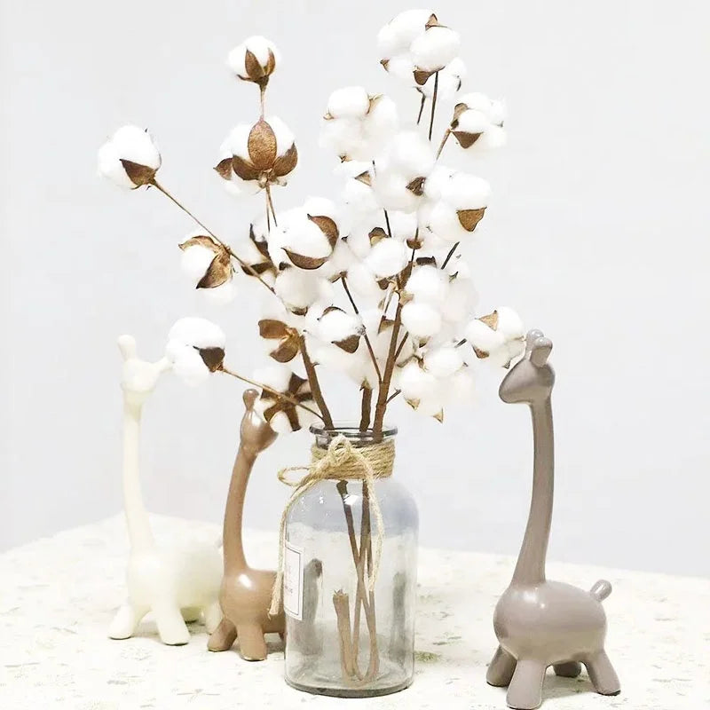 Cotton Flora Dried flowers