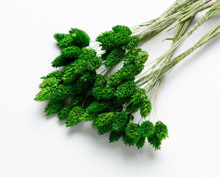 Dried Phalaris Bunchs