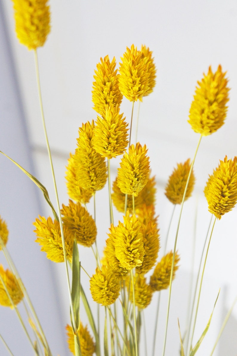 Dried Phalaris Bunchs