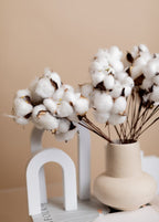 Cotton Flora Dried flowers
