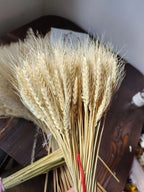 Dried wheat I natural wheat
