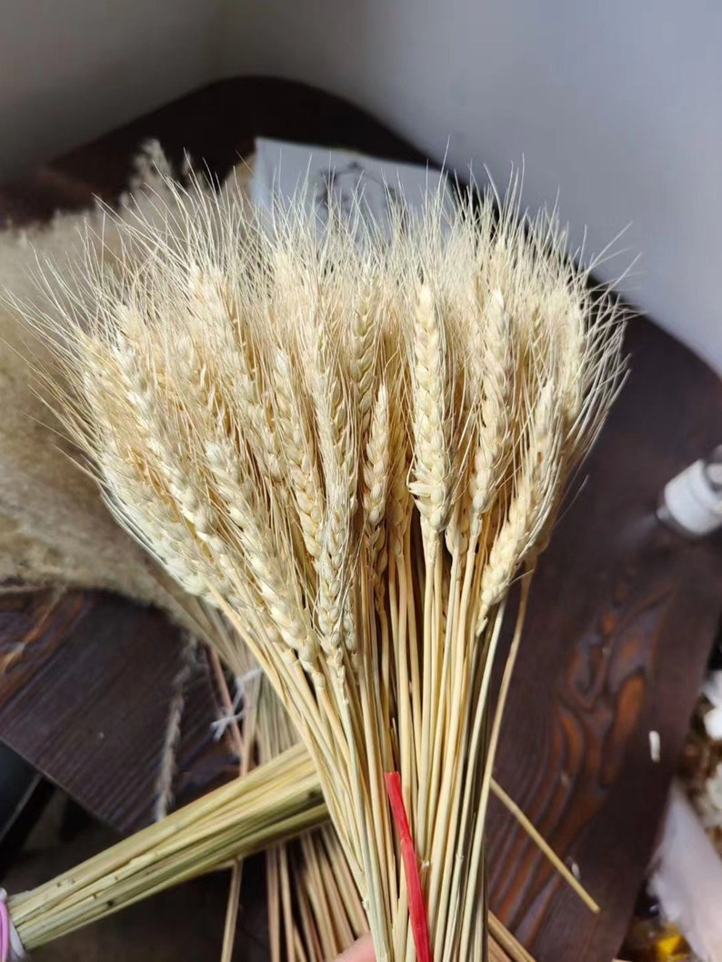 Dried wheat I natural wheat