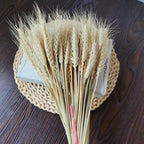 Dried wheat I natural wheat