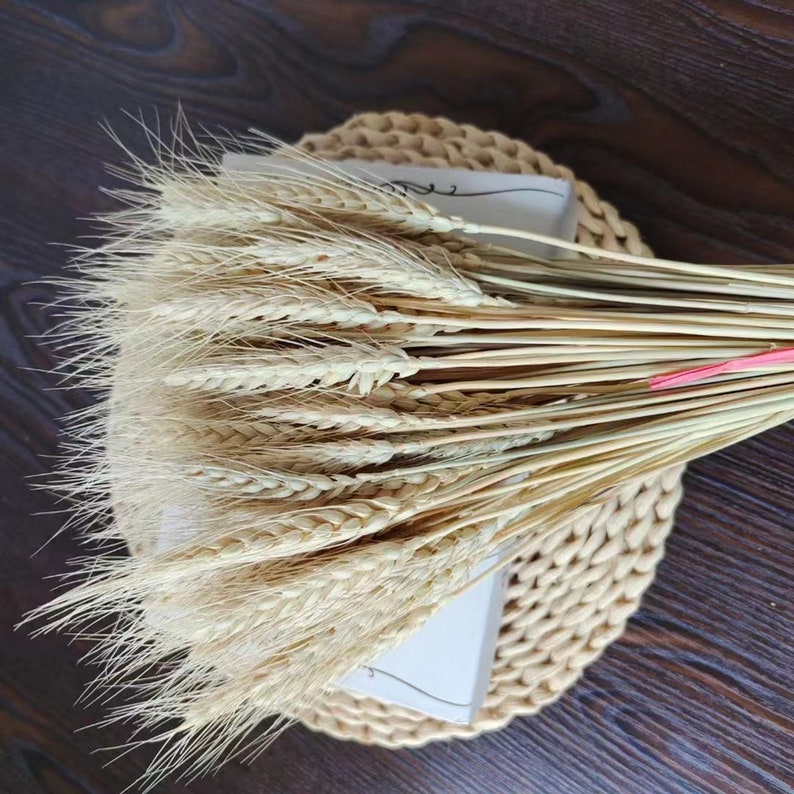 Dried wheat I natural wheat