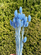 Dried Phalaris Bunchs