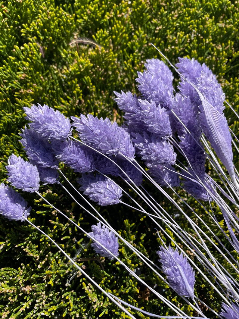 Dried Phalaris Bunchs