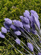 Dried Phalaris Bunchs