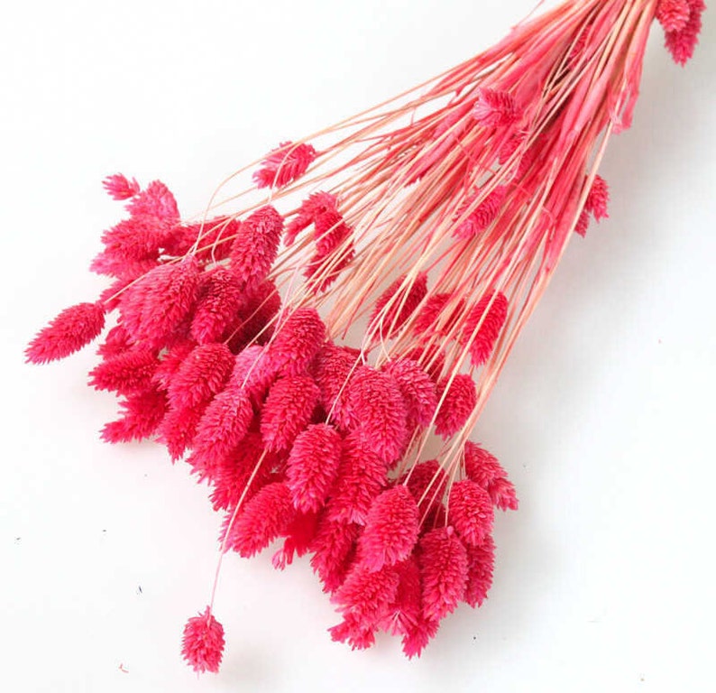 Dried Phalaris Bunchs