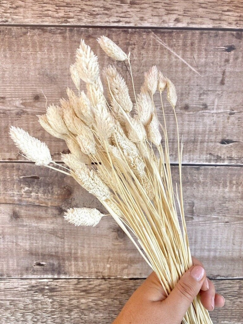 Dried Phalaris Bunchs