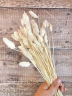 Dried Phalaris Bunchs