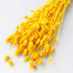 Dried Phalaris Bunchs