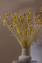Dried Phalaris Bunchs