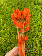 Dried Phalaris Bunchs