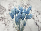 Dried Phalaris Bunchs