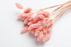 Dried Phalaris Bunchs